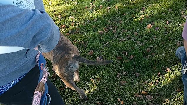 Enlarge Charm, a Adoptable mixed breed in Jerome, ID image 4/6