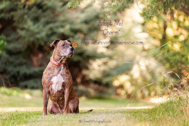 Enlarge Charm, a Adoptable mixed breed in Jerome, ID image 6/6