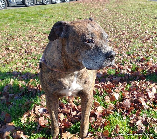 Enlarge Charm, a Adoptable mixed breed in Jerome, ID image 6/6