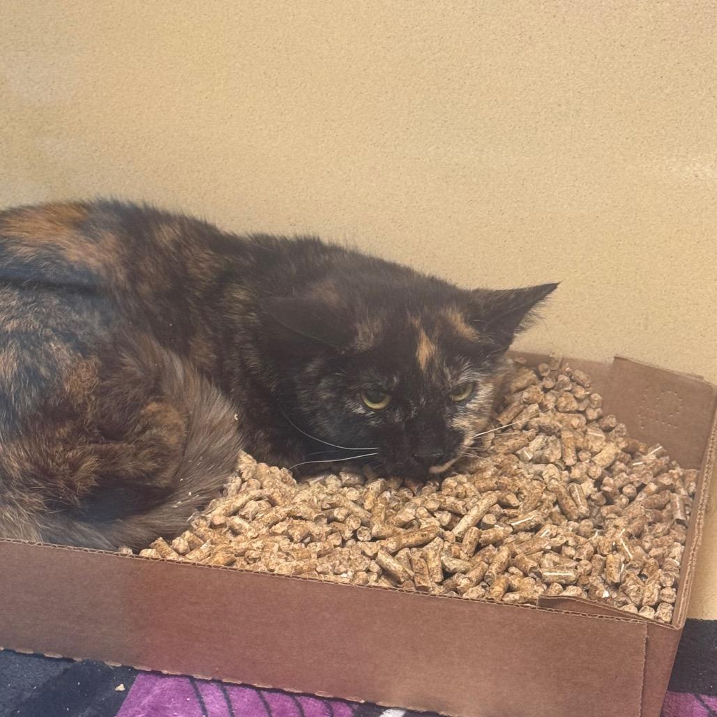 Enlarge Frankie, a Adoptable Domestic Short Hair in Beckley, WV image 1/2