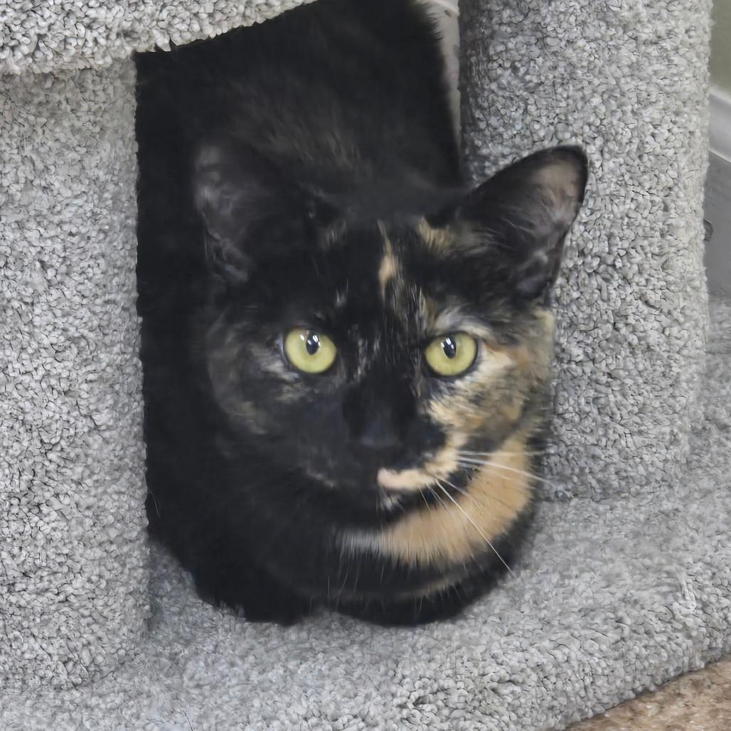 Enlarge Frankie, a Adoptable Domestic Short Hair in Beckley, WV image 2/2