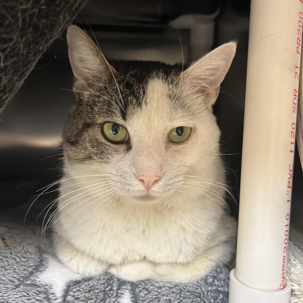 Carmichael, Adoptable, Senior Male Domestic Short Hair.