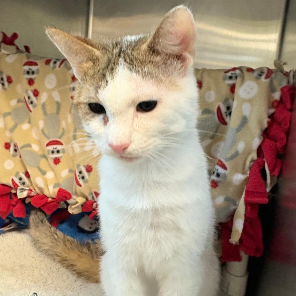 Enlarge Carmichael, a Adoptable Domestic Short Hair in Charlottesville, VA image 2/2