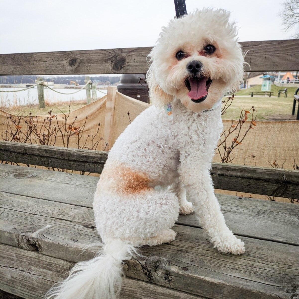 Enlarge Milton, a Adopted mixed breed in Detroit, MI image 3/4