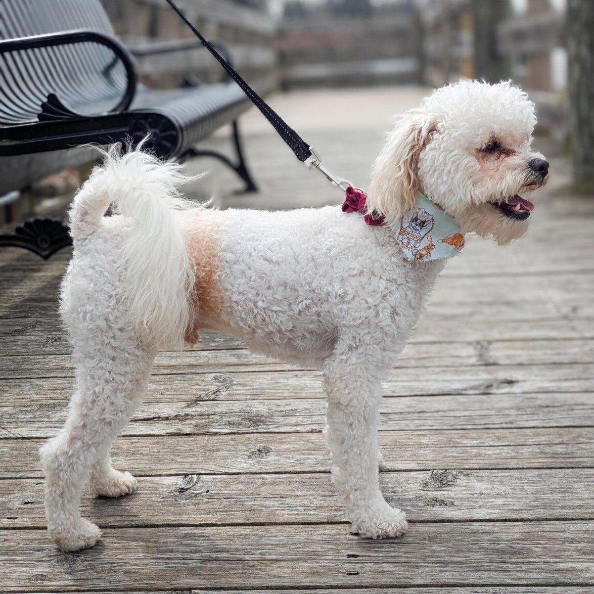 Enlarge Milton, a Adopted mixed breed in Detroit, MI image 2/4
