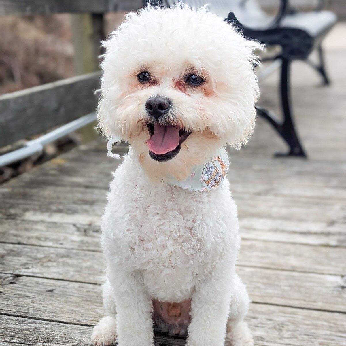 Milton, Adopted, Young Male Bichon Frise & Miniature Poodle.
