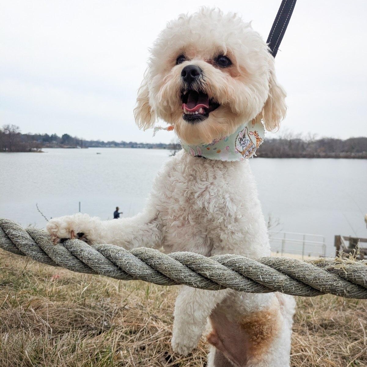Enlarge Milton, a Adopted mixed breed in Detroit, MI image 4/4