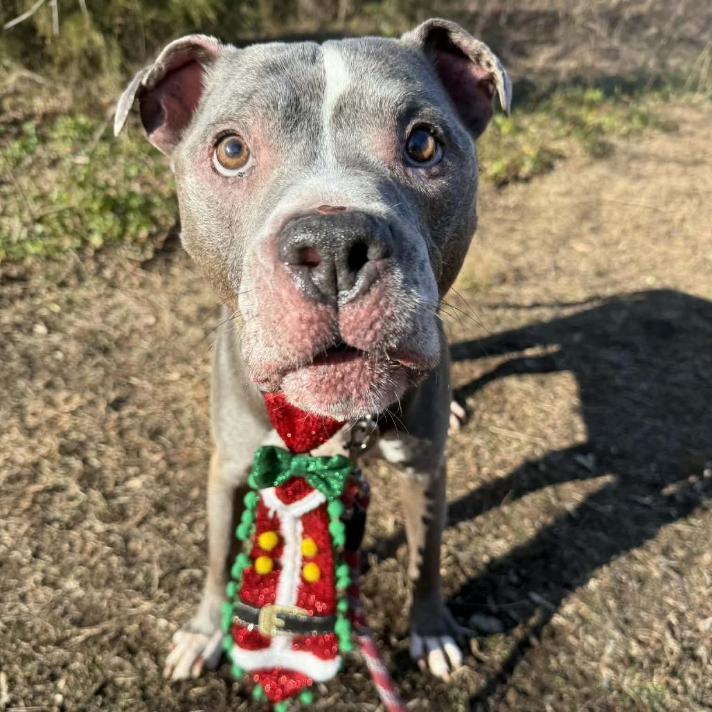 Enlarge Eustace, a Adoptable mixed breed in Concord, NC image 1/6
