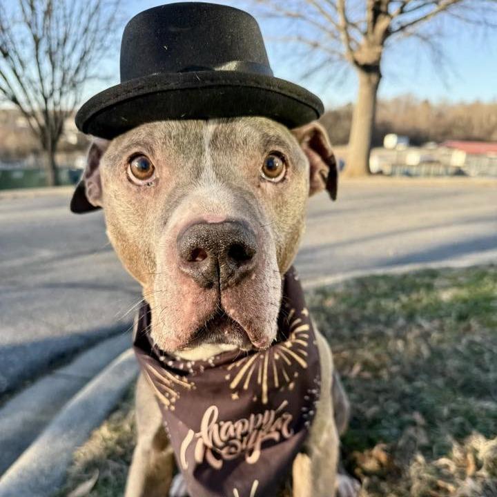 Enlarge Eustace, a Adoptable mixed breed in Concord, NC image 2/6