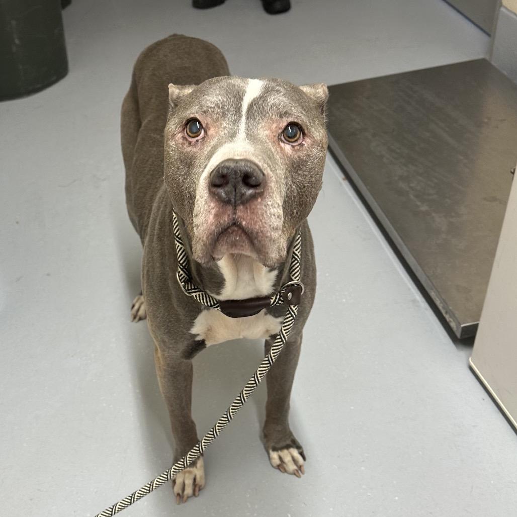 Enlarge Eustace, a Adoptable mixed breed in Concord, NC image 3/6