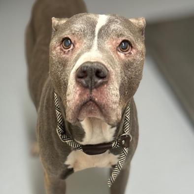 Enlarge Eustace, a Adoptable mixed breed in Concord, NC image 4/6