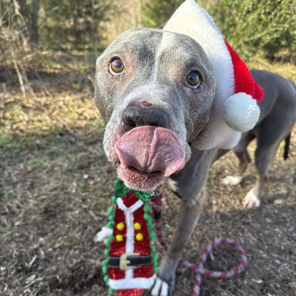 Enlarge Eustace, a Adoptable mixed breed in Concord, NC image 5/6