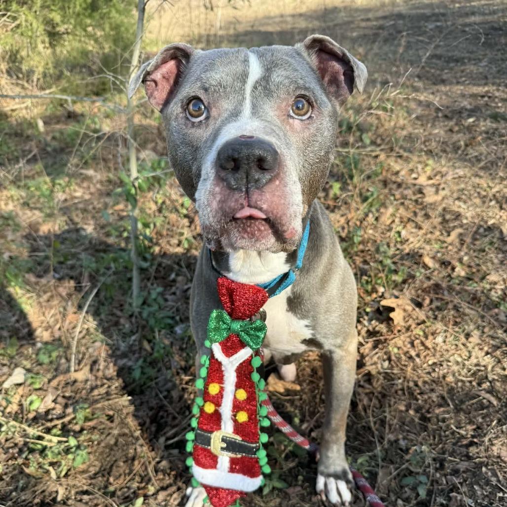 Enlarge Eustace, a Adoptable mixed breed in Concord, NC image 6/6
