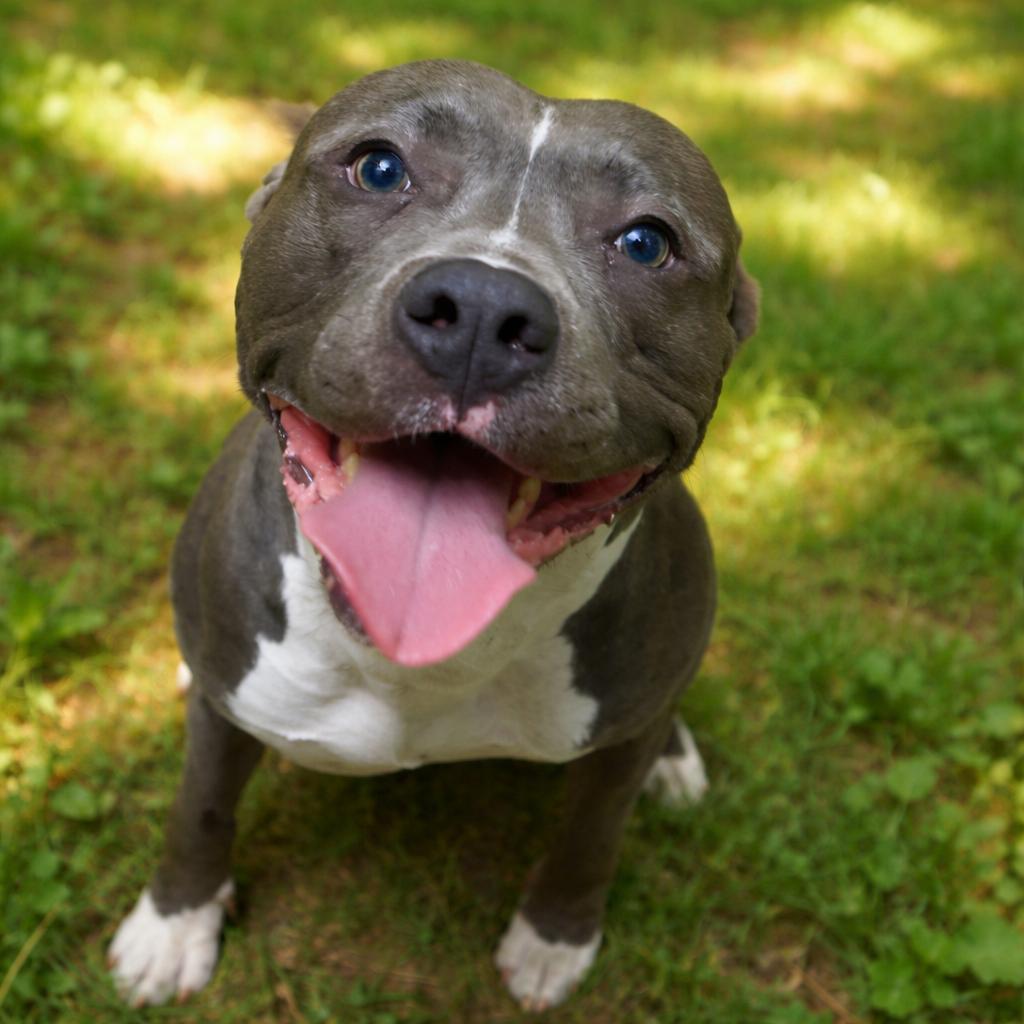 Zion, Adoptable, Adult Male Pit Bull Terrier & Mixed Breed.