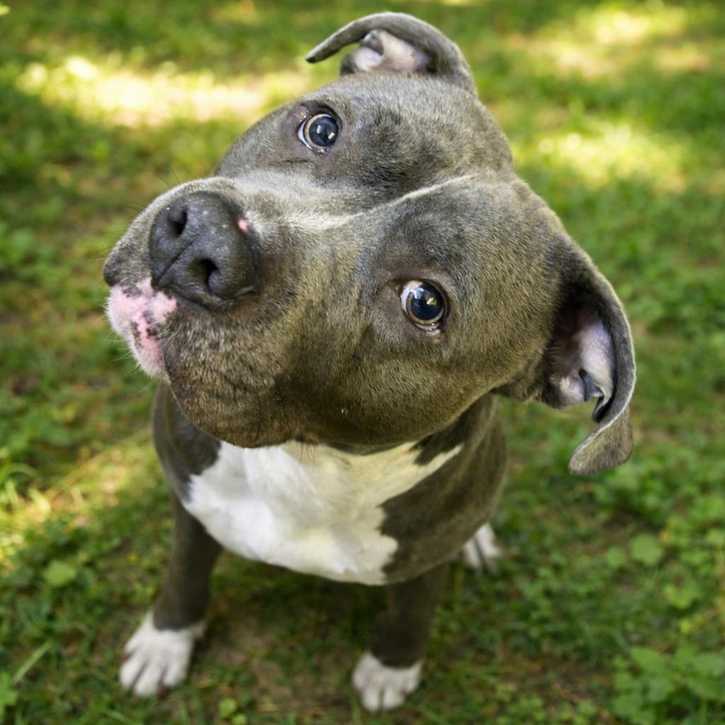 Enlarge Zion, a Adoptable mixed breed in Caryville, TN image 2/2