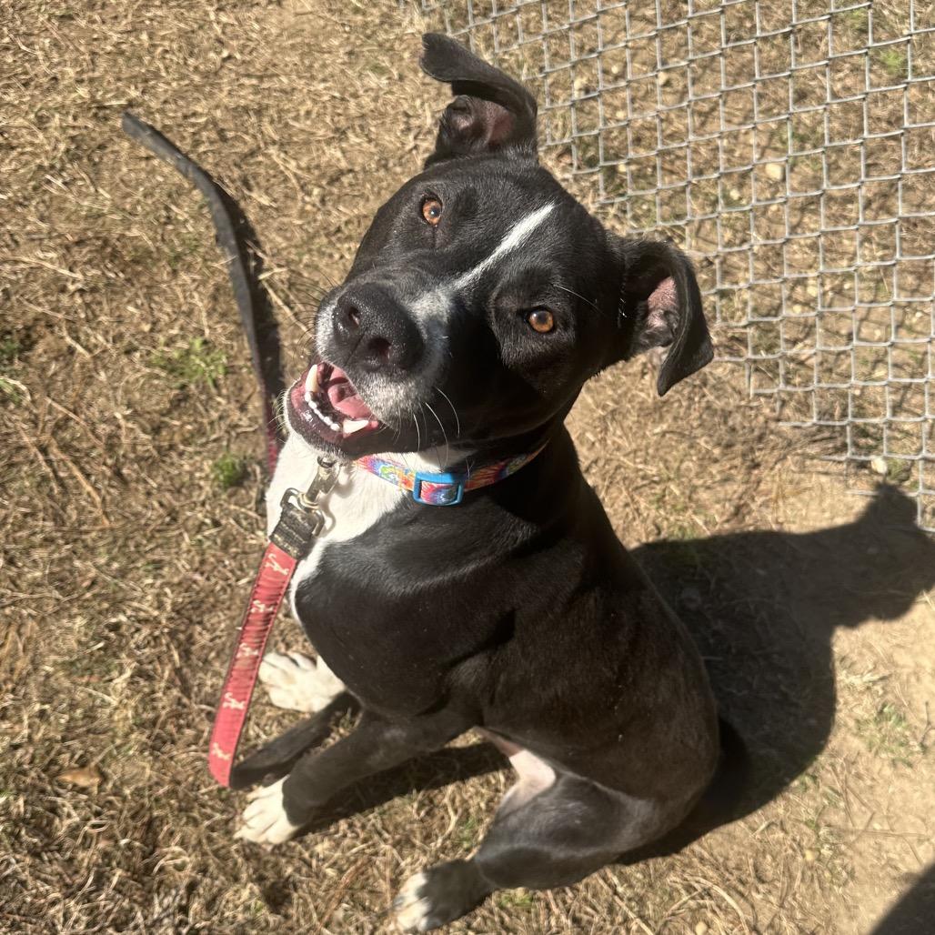 Enlarge Jordan, a Adoptable Mixed Breed in Glenfield, NY image 2/6