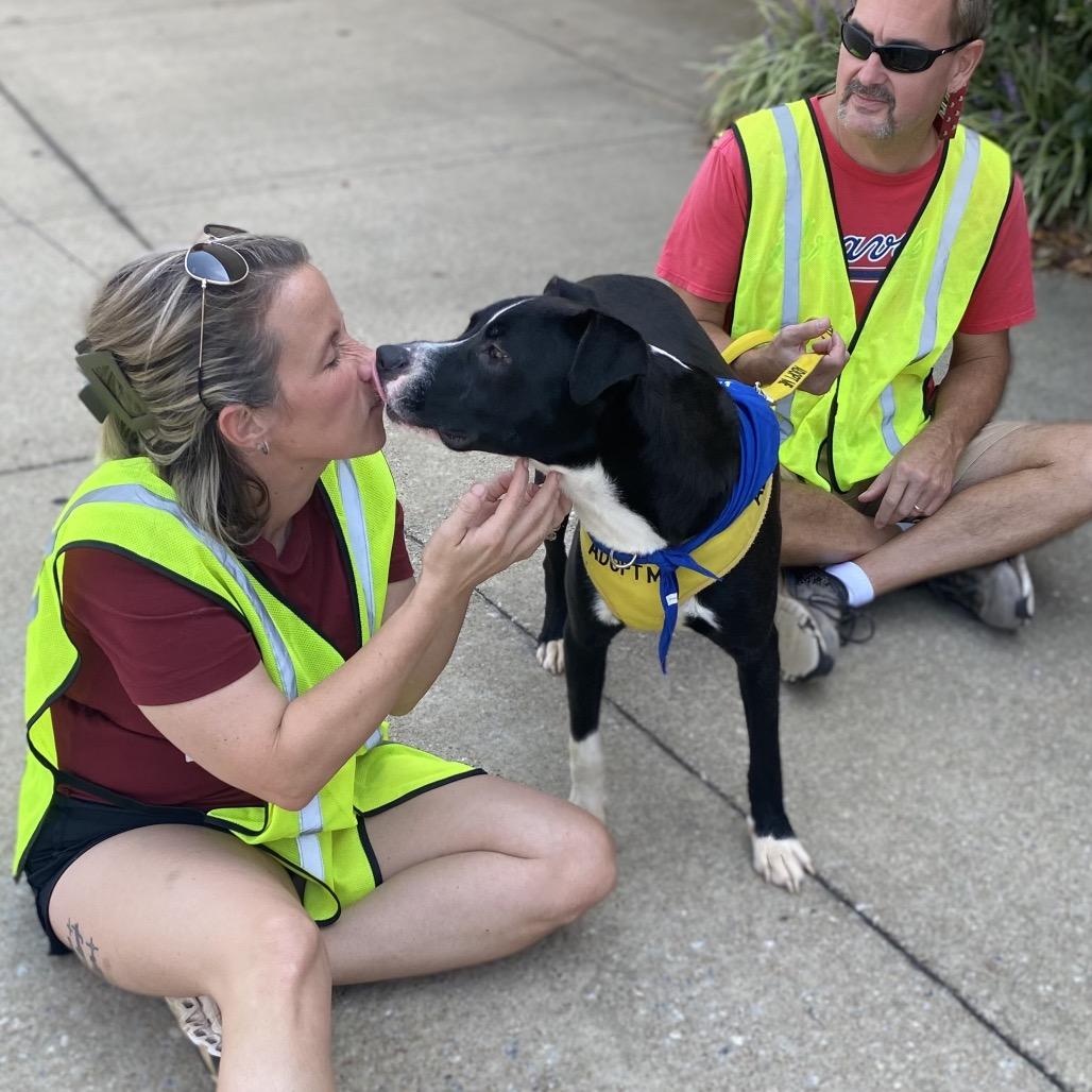 Enlarge Jordan, a Adoptable Mixed Breed in Glenfield, NY image 3/6