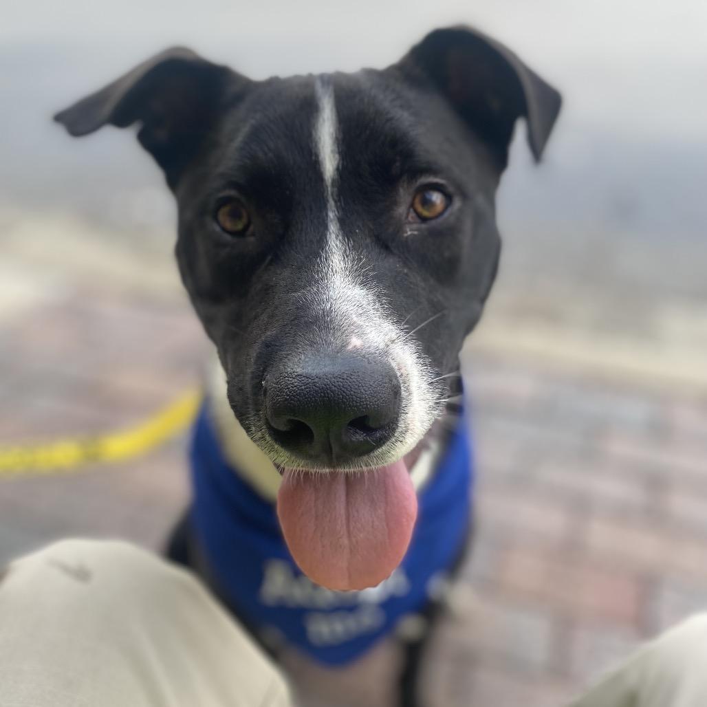 Enlarge Jordan, a Adoptable Mixed Breed in Glenfield, NY image 4/6