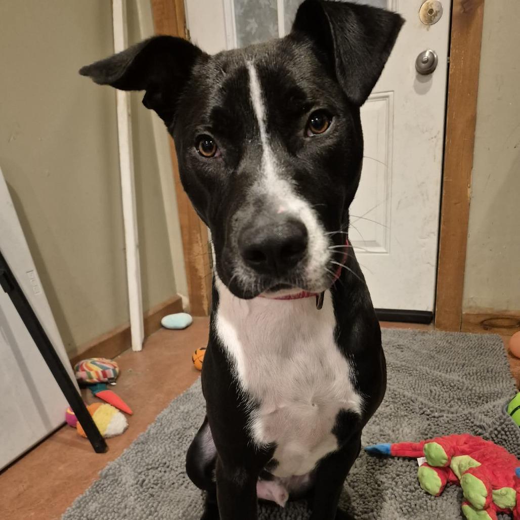 Enlarge Jordan, a Adoptable Mixed Breed in Glenfield, NY image 5/6