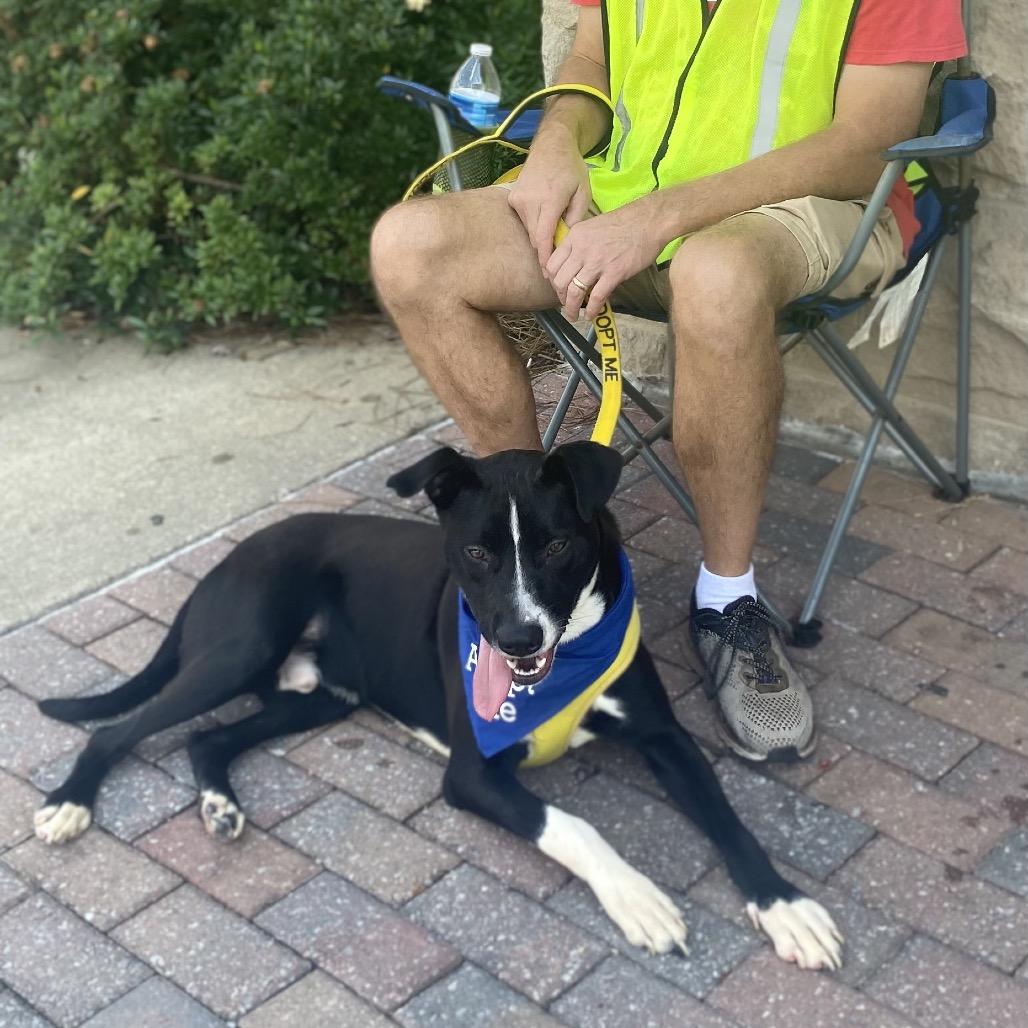 Enlarge Jordan, a Adoptable Mixed Breed in Glenfield, NY image 6/6