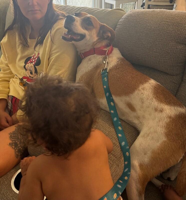 Amor, Adoptable, Young Female Cattle Dog & Chihuahua.