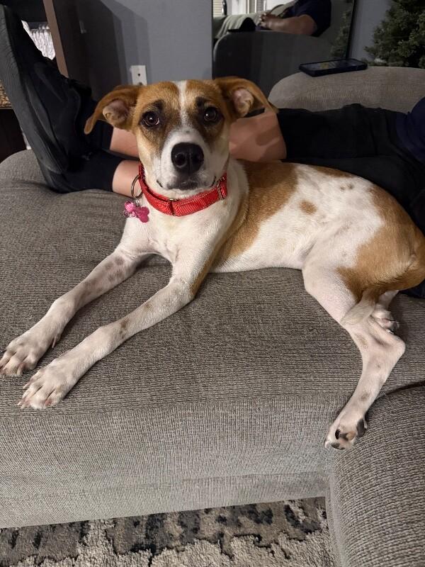 Enlarge Amor, a Adoptable mixed breed in Van Nuys, CA image 1/6