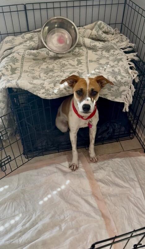 Enlarge Amor, a Adoptable mixed breed in Van Nuys, CA image 4/6