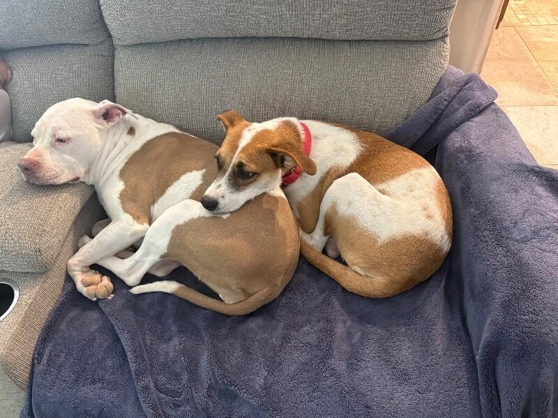 Enlarge Amor, a Adoptable mixed breed in Van Nuys, CA image 5/6