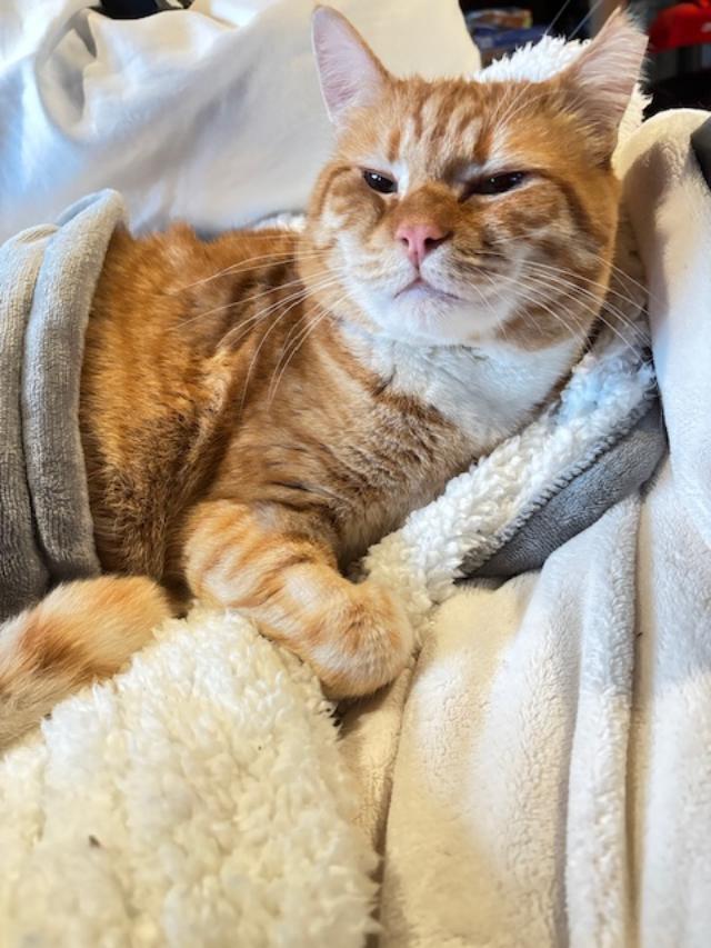 Enlarge Mumu (available from Foster), a ADOPTABLE Domestic Short Hair in Kirkland, WA image 1/5