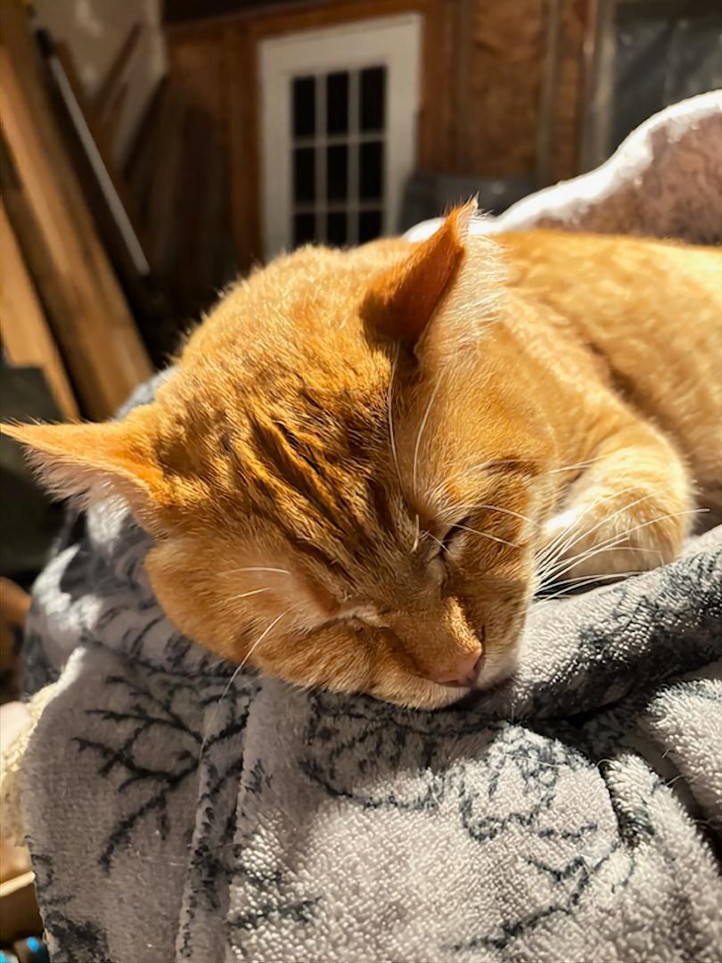 Enlarge Mumu (available from Foster), a ADOPTABLE Domestic Short Hair in Kirkland, WA image 2/5