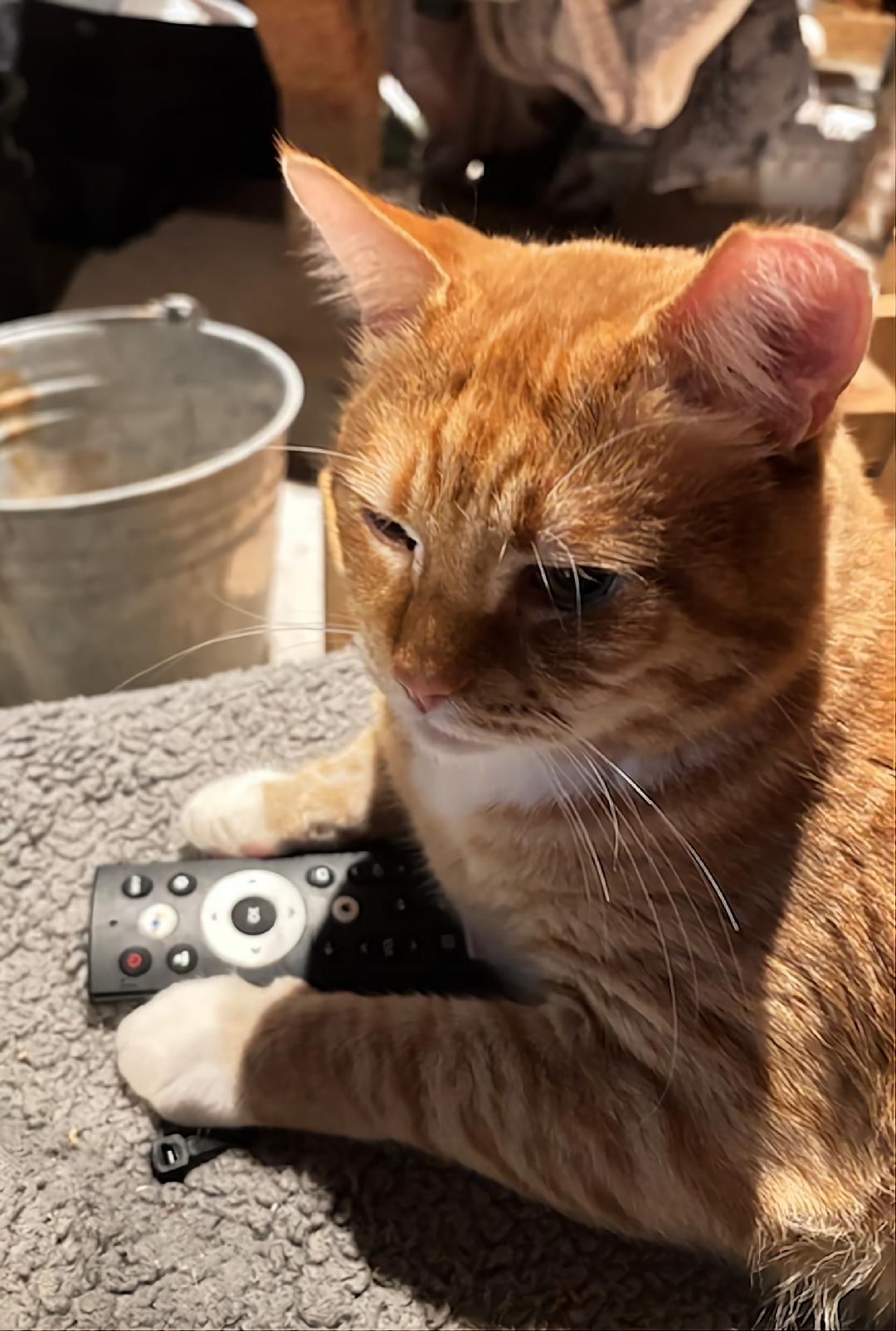 Enlarge Mumu (available from Foster), a ADOPTABLE Domestic Short Hair in Kirkland, WA image 3/5