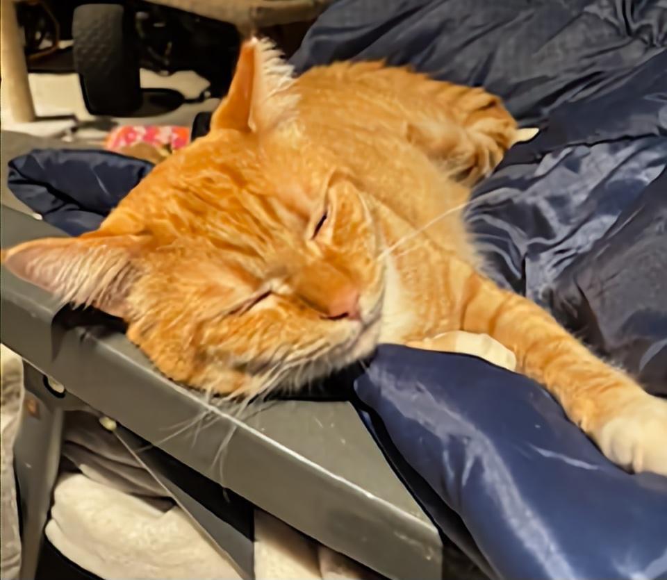 Enlarge Mumu (available from Foster), a ADOPTABLE Domestic Short Hair in Kirkland, WA image 4/5