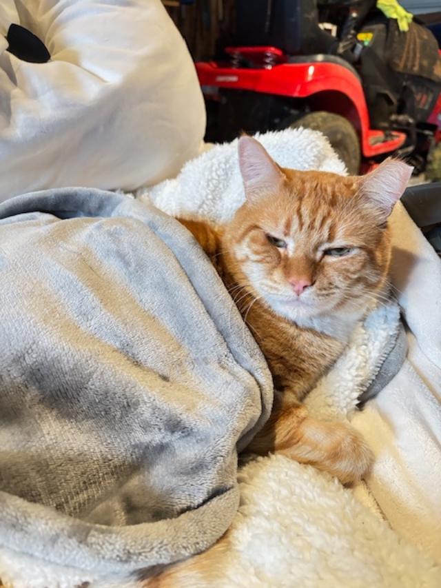 Mumu (available from Foster), ADOPTABLE, Adult Male Domestic Short Hair.