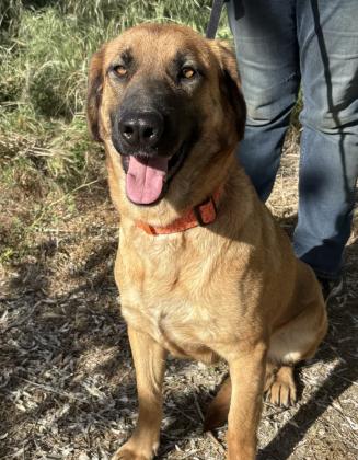 Lovey, adoptable, Young Female Anatolian Shepherd.