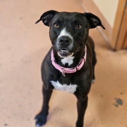 Lilly, Adoptable, Adult Female Pit Bull Terrier.