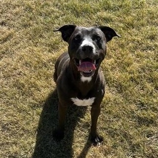 Enlarge Lilly, a Adoptable mixed breed in Bridgeport, CA image 5/5