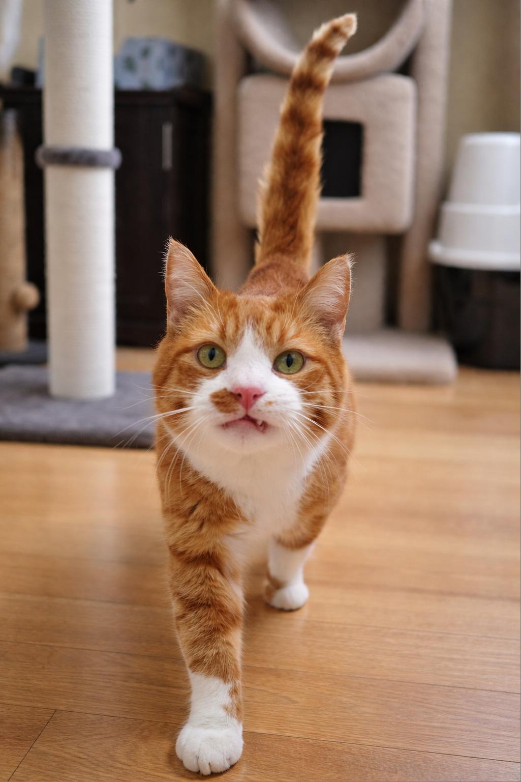 Enlarge Lilly, a Adoptable mixed breed in Bridgeport, CA image 1/5