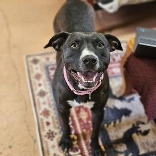 Enlarge Lilly, a Adoptable mixed breed in Bridgeport, CA image 4/5