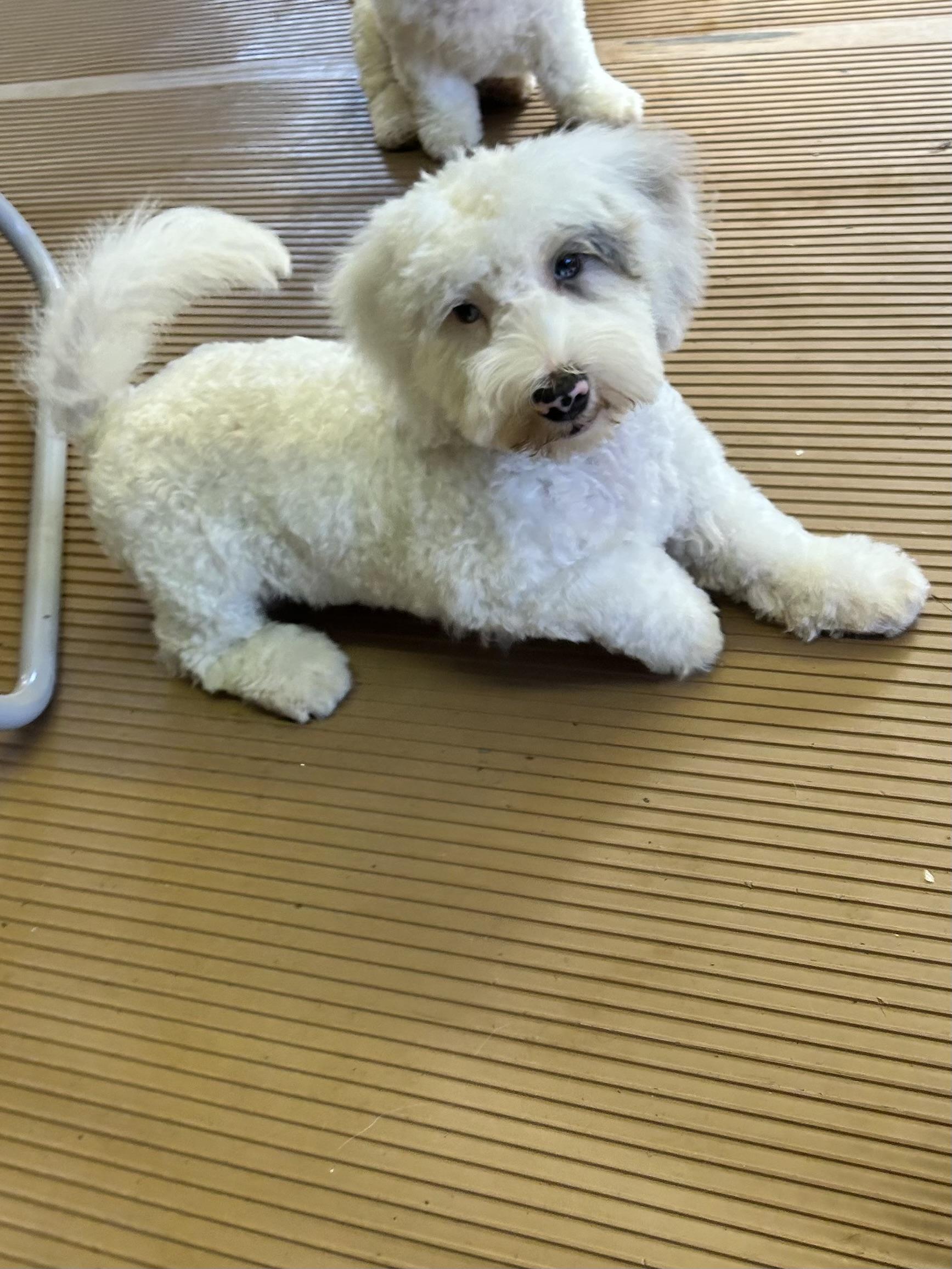 Enlarge ICE MAN (mini), a Adopted Bernedoodle in Rossford, OH image 3/6