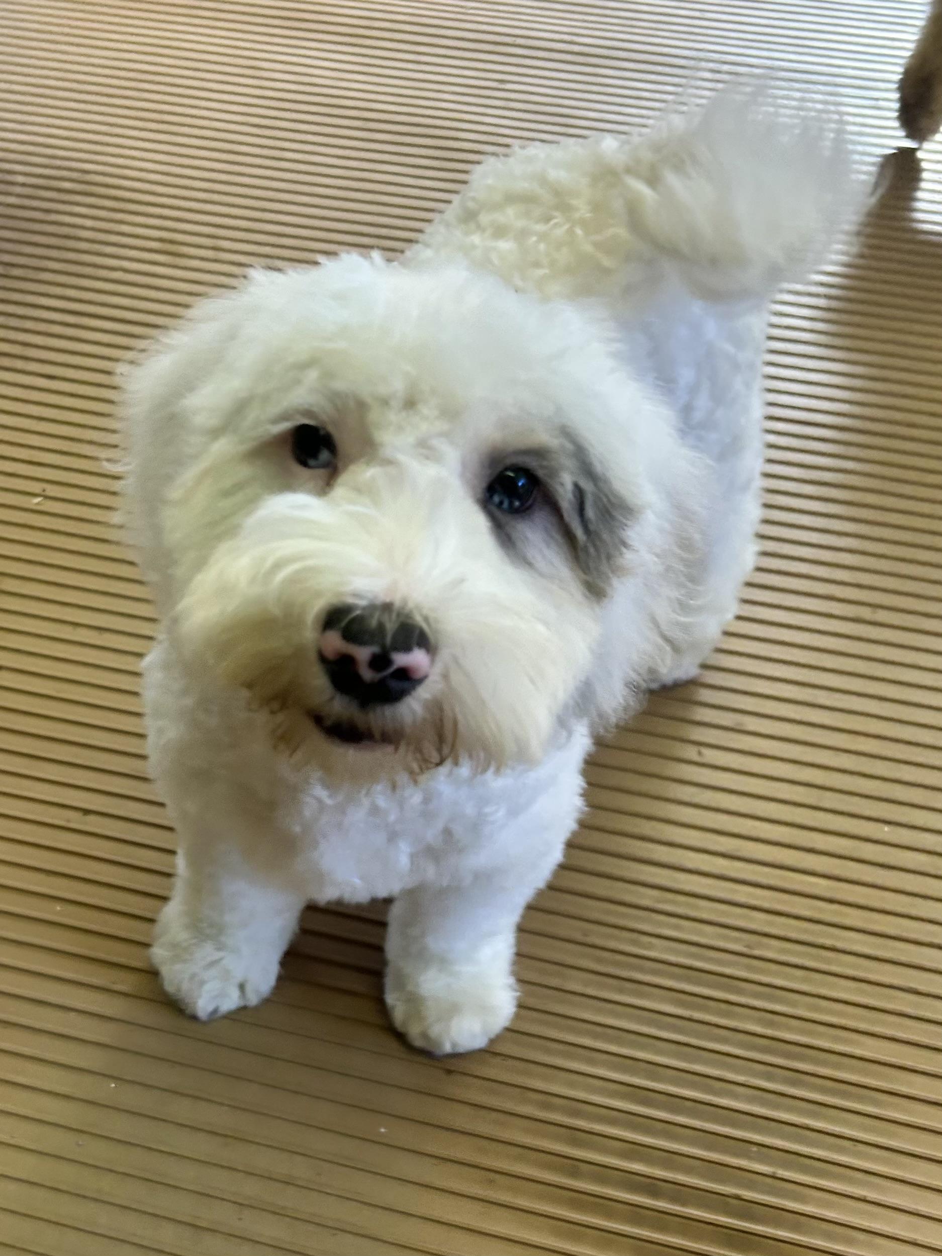 Enlarge ICE MAN (mini), a Adopted Bernedoodle in Rossford, OH image 4/6