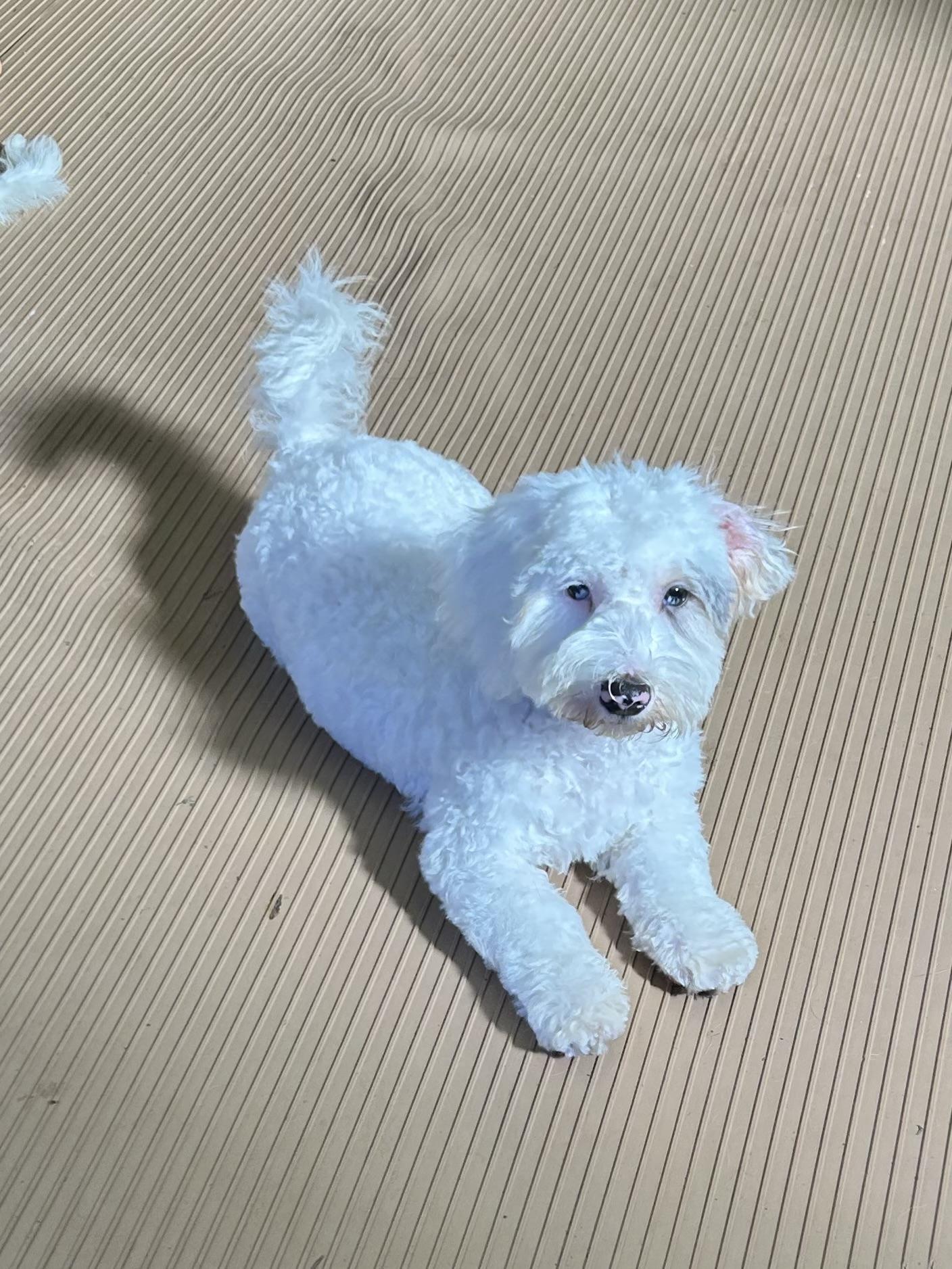 Enlarge ICE MAN (mini), a Adopted Bernedoodle in Rossford, OH image 5/6