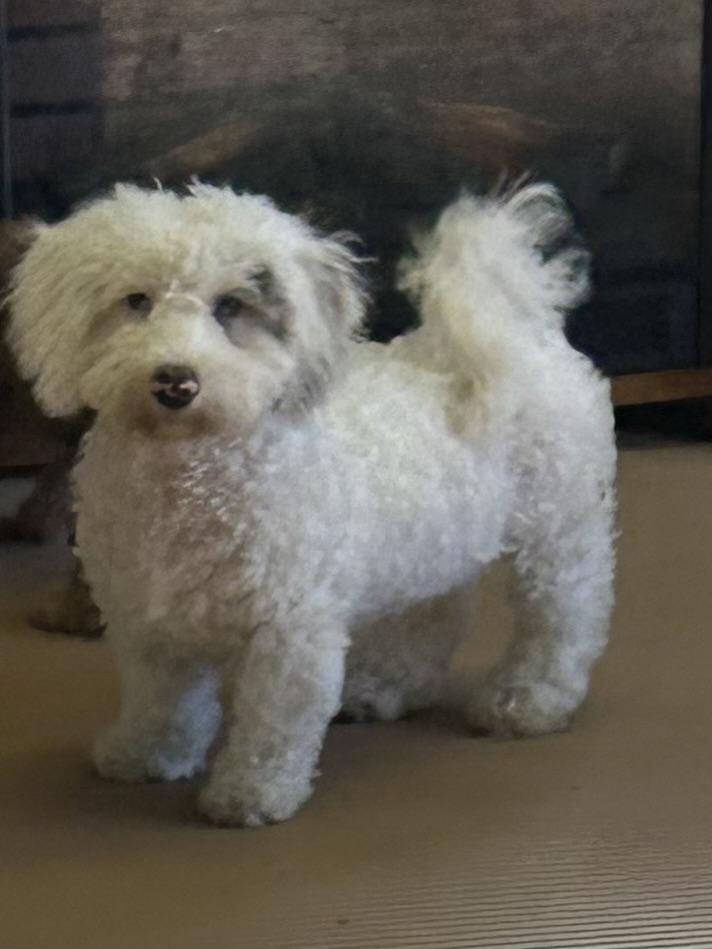 Enlarge ICE MAN (mini), a Adopted Bernedoodle in Rossford, OH image 1/6