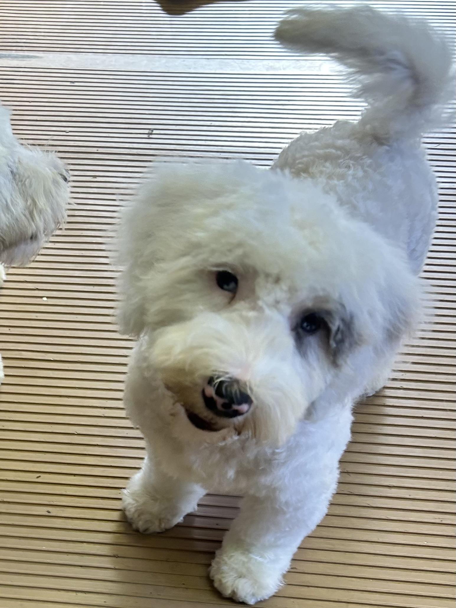Enlarge ICE MAN (mini), a Adopted Bernedoodle in Rossford, OH image 6/6