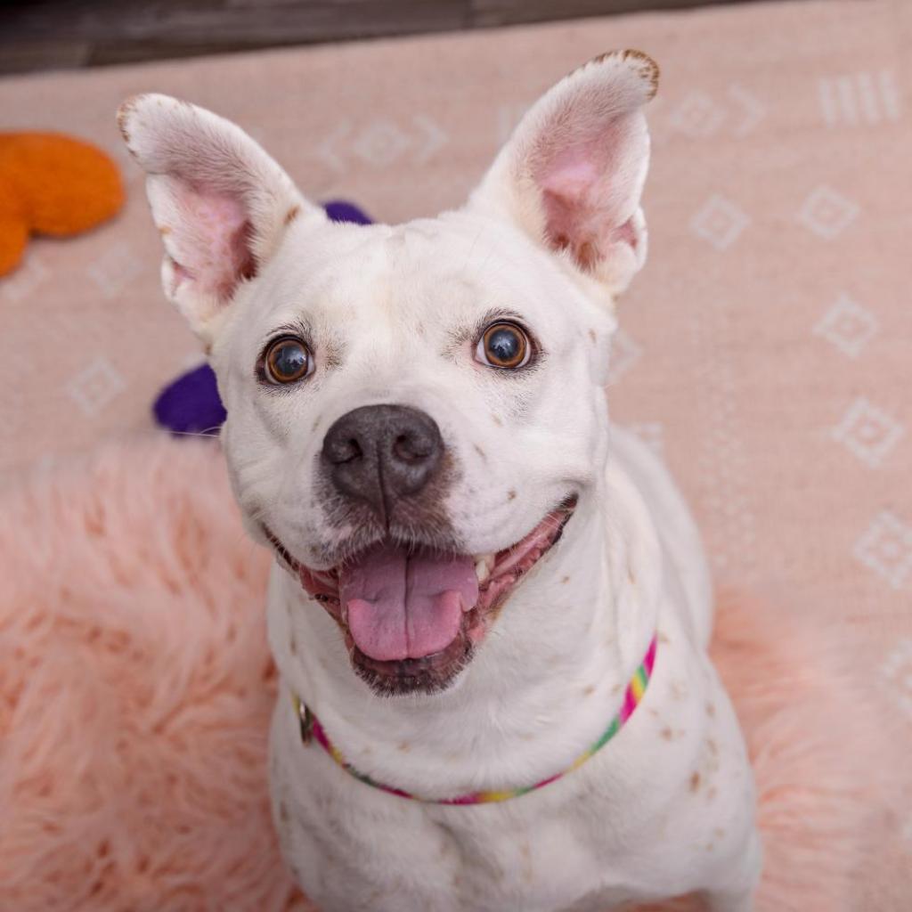 Patti Mayonnaise — thumbnail 2