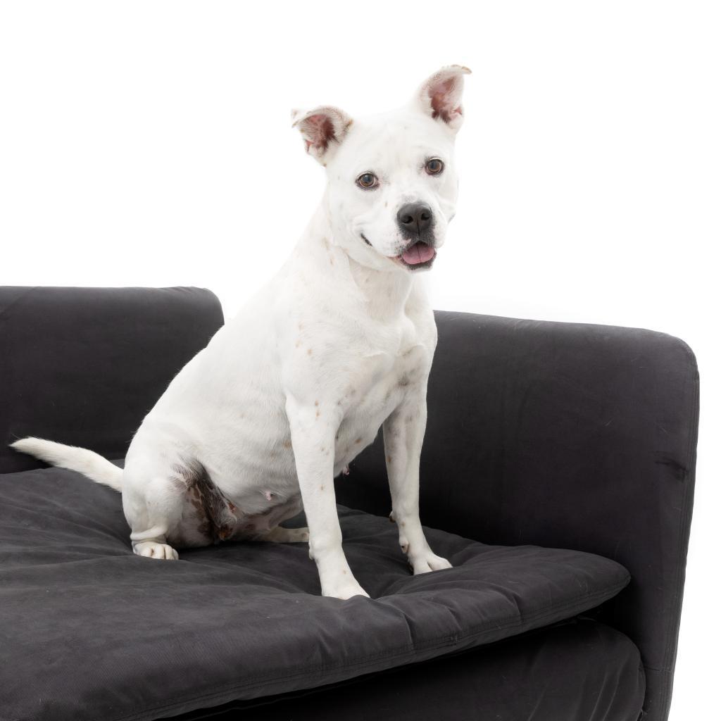 Patti Mayonnaise — thumbnail 3