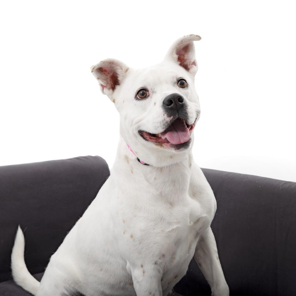 Patti Mayonnaise — thumbnail 4