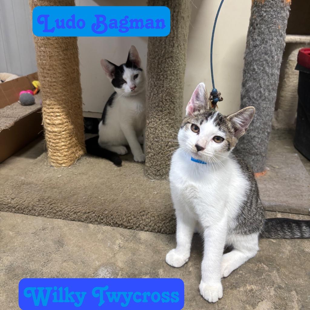 Enlarge Ludo Bagman, a Adoptable Domestic Short Hair in Hillsboro, OH image 1/4