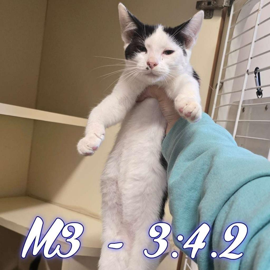 Enlarge Ludo Bagman, a Adoptable Domestic Short Hair in Hillsboro, OH image 2/4