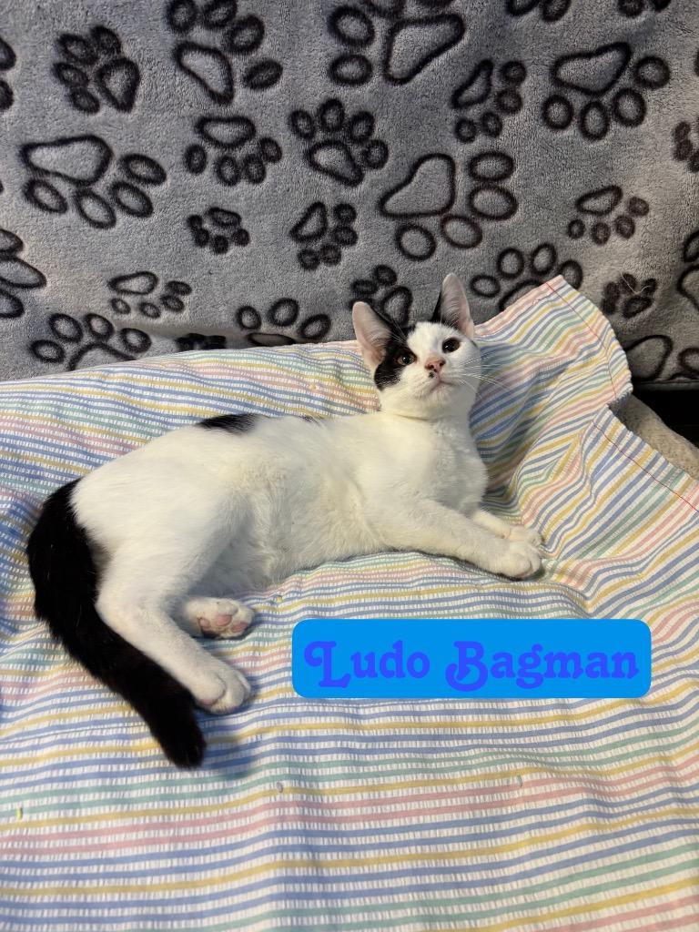 Enlarge Ludo Bagman, a Adoptable Domestic Short Hair in Hillsboro, OH image 3/4