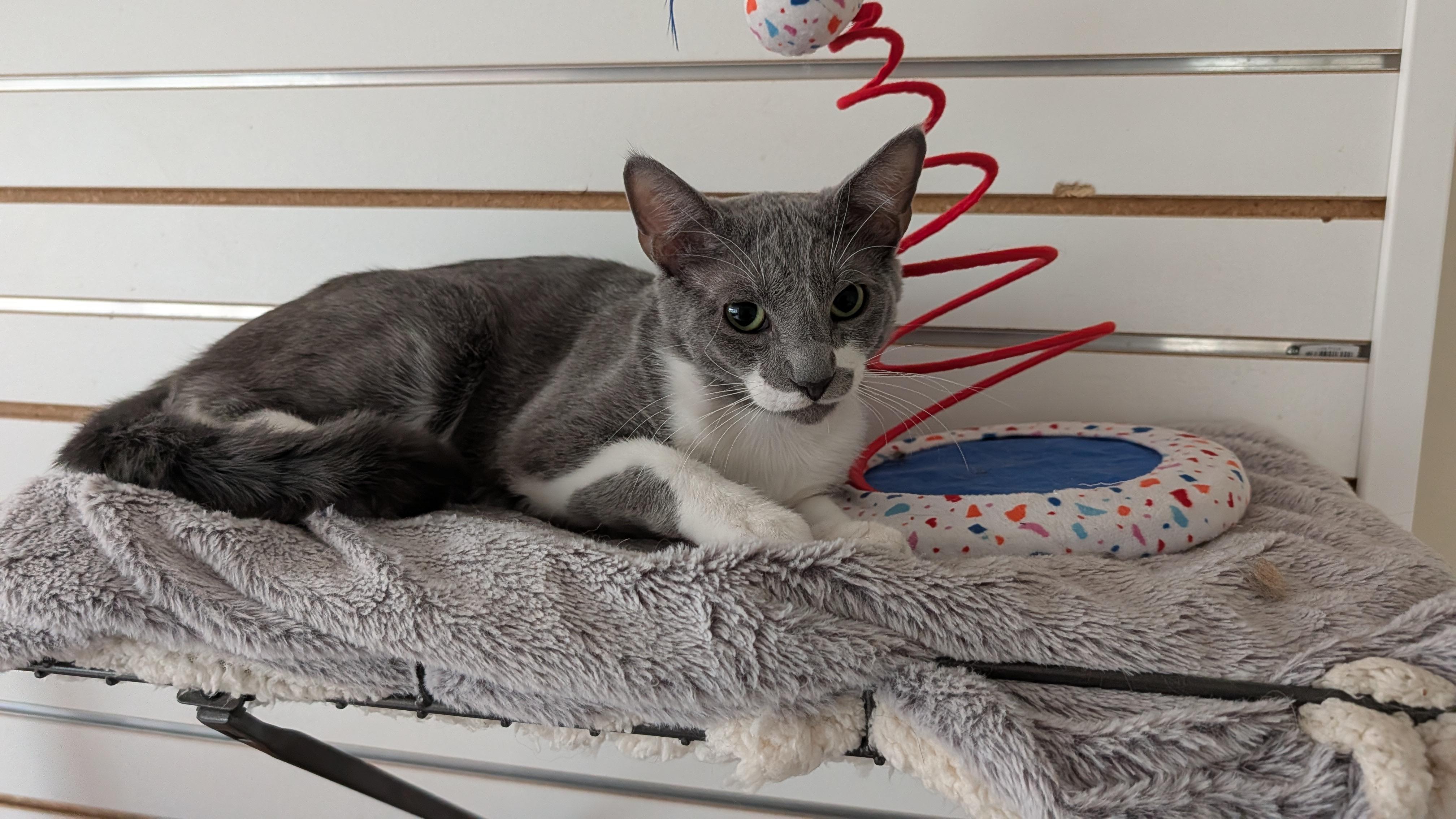 Stormy, Adopted, Young Male Domestic Short Hair.